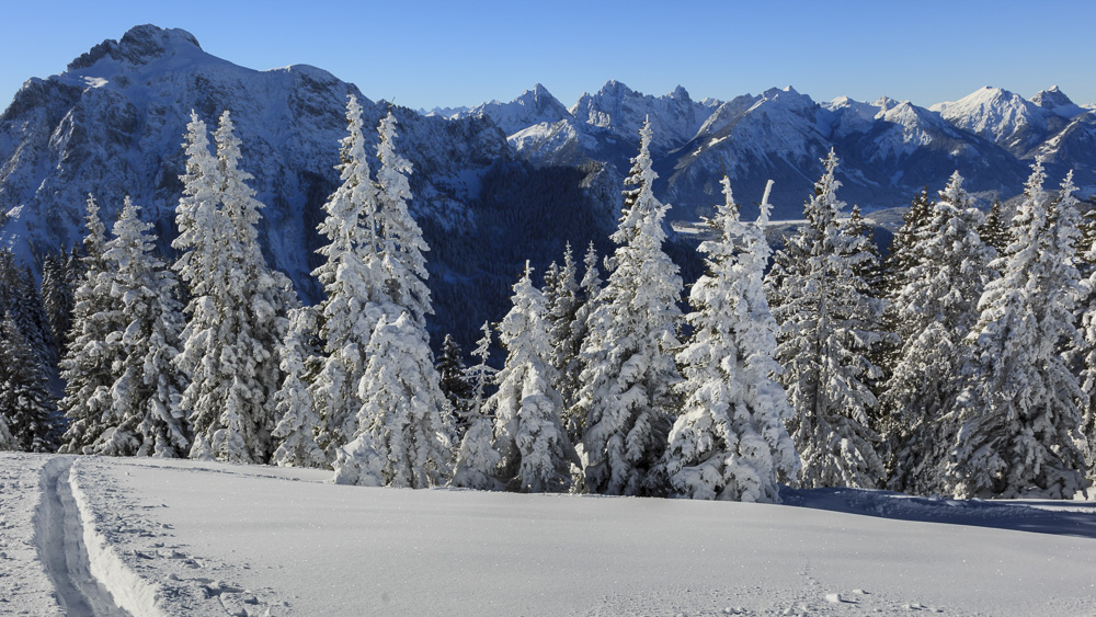 5. Platz Josef Schafnitzel